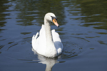 Schwan