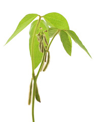 Green soybean pods.