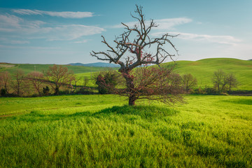 Lonely standing tree. The tree stands in the middle of the field. Two trees stand in the middle of a green field. Tuscany. Italy