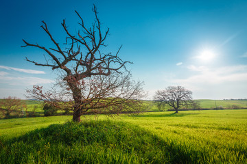 Fototapeta premium Lonely standing tree. The tree stands in the middle of the field. Two trees stand in the middle of a green field. Tuscany. Italy