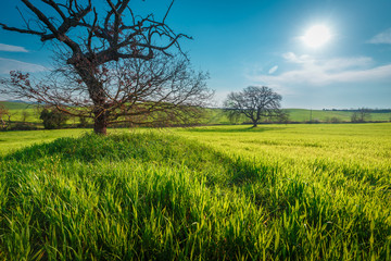 Fototapeta na wymiar Lonely standing tree. The tree stands in the middle of the field. Two trees stand in the middle of a green field. Tuscany. Italy