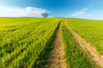 Lonely standing tree. The tree stands in the middle of the field. Two trees stand in the middle of...