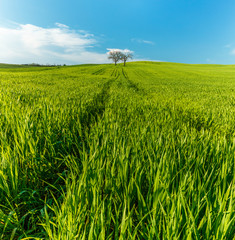 Lonely standing tree. The tree stands in the middle of the field. Two trees stand in the middle of a green field.