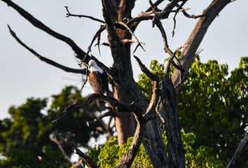 Fish Eagle Chobe River