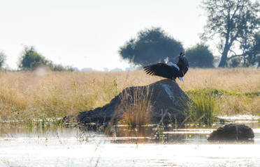 Fish Eagle Chobe River