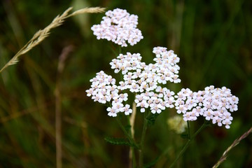 Gebirgsschafgarbe vor dunkelgrünen Hintergrund