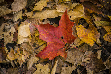 Vibrant autumn leaves