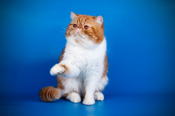 Exotic bicolor cat on colored backgrounds