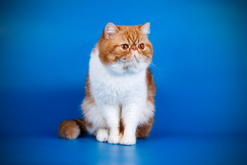 Exotic bicolor cat on colored backgrounds