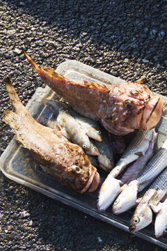 Scorpion fish and horse mackerel