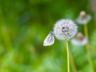 White Pieris Rapae or Cabbage Butterfly Insect Sitting on Dandelion Flower on Green Background