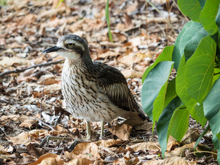 Bush Stone Curlew