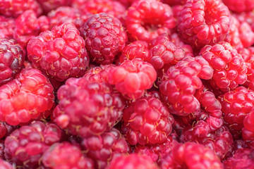 Ripe fresh red raspberries in a pile so close, focus close-up with shallow depth of field, background