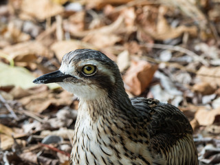Bush Stone Curlew