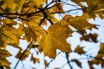 Fototapeta na wymiar Vibrant autumn leaves