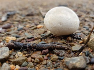 Fungo a pallina