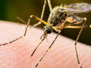 Yellow Fever, Malaria or Zika Virus Infected Mosquito Insect Macro