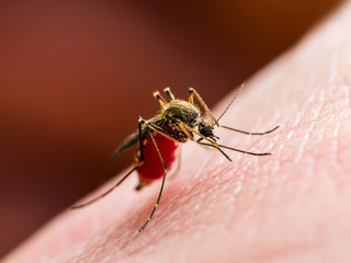 Yellow Fever, Malaria or Zika Virus Infected Mosquito Insect Macro on Red Background