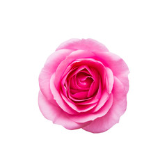 Beautiful Rose Flower Bud Isolated on White Background