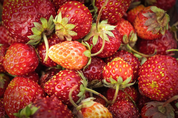 Ripe fresh red strawberries in a pile so close, focus close-up with shallow depth of field