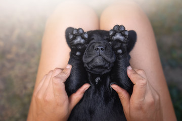 funny young cute black labrador retriever dog puppy pet with his paws in front of face