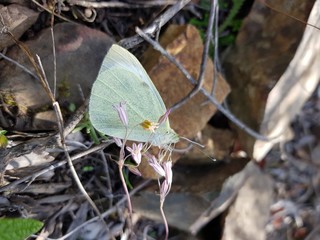 Farfalla di Sardegna