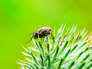 Exotic Drosophila Fruit Fly Diptera Insect on Spike Plant