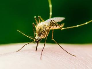 Yellow Fever, Malaria or Zika Virus Infected Mosquito Insect Macro on Green Background