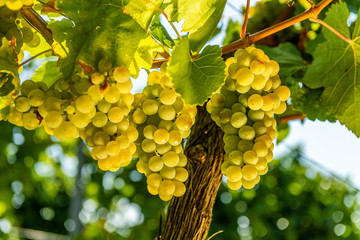 Fototapeta premium Wein