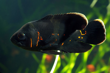 Oscar fish (Astronotus ocellatus)
