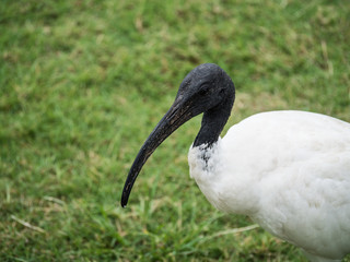 Fototapeta premium Sacred Ibis Bird Australia