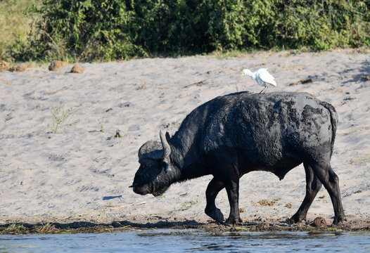 Büffel im Chobe Park