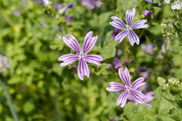 Fototapeta premium A group of common mallow flowers Malva sylvestris blooming. Botanical Garden, Frankfurt, Germany, Europe.