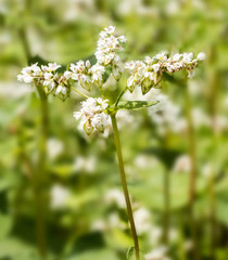 Common Buckwheat (Fagopyrum esculentum) flowering in a field. Botanical Garden, Frankfurt, Germany, Europe