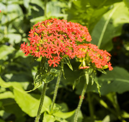 Burning Love, Maltese Cross, Jerusalem Cross, Dusky Salmon, (Lychnis chalcedonica). Botanical Garden, Frankfurt, Germany, Europe