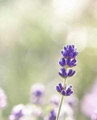 Blossoming Lavender flowers closeup