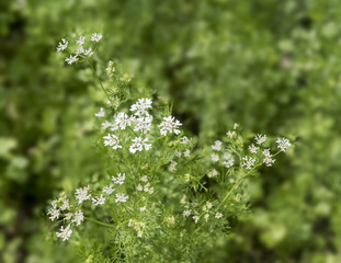 Coriander plant in flower (Coriandrum sativum). Botanical Garden, Frankfurt, Germany, Europe