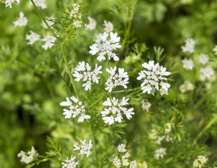 Coriander plant in flower (Coriandrum sativum). Botanical Garden, Frankfurt, Germany, Europe