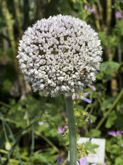 Flowering Leek (Allium nigrum) in a garden. Botanical Garden, Frankfurt, Germany, Europe