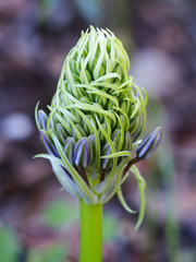 Portuguese Squill (Scilla peruviana)