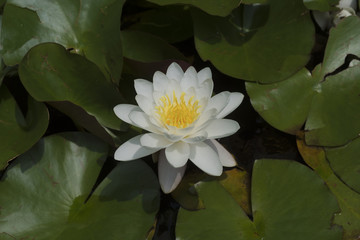 European White Waterlily (Nymphaea alba). Botanical Garden, Frankfurt, Germany, Europe