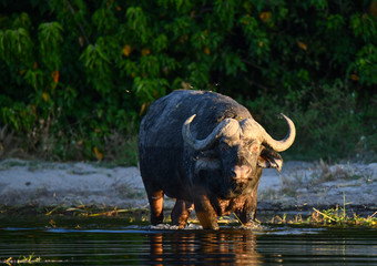 Büffel im Chobe Park