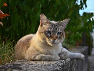 Naklejka na ściany i meble A cat with blue eyes, lying on a wall in the evening sun. Tabby cat.