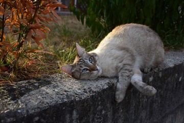 A cat with blue eyes, lolling on a wall. Tabby cat.