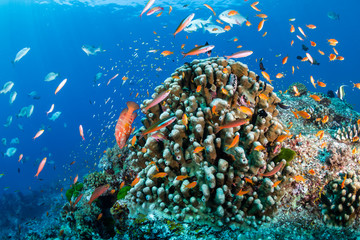 Brightly colored tropical fish swimming around a healthy coral reef