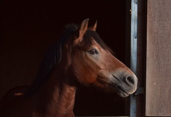 Fototapeta na wymiar Portrait of a pony in the evening sun.