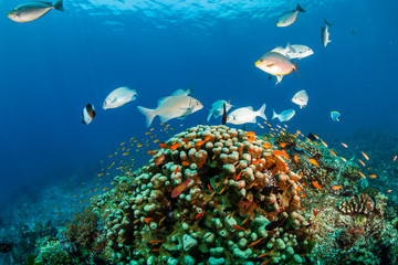 Fototapeta na wymiar Brightly colored tropical fish swimming around a healthy coral reef