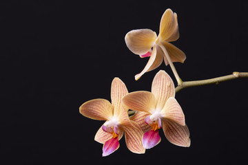Orchids Against A Black Background