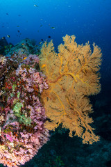 Fototapeta na wymiar A beautiful, brightly colored tropical coral reef in Asia