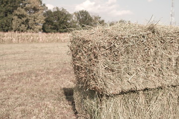  sheaves of hay on the field